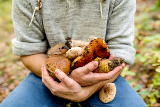Why Mushrooms Are the Natural Upgrade Your Daily Routine Needs