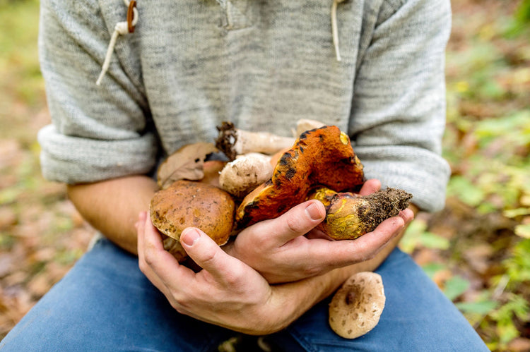 Why Mushrooms Are the Natural Upgrade Your Daily Routine Needs